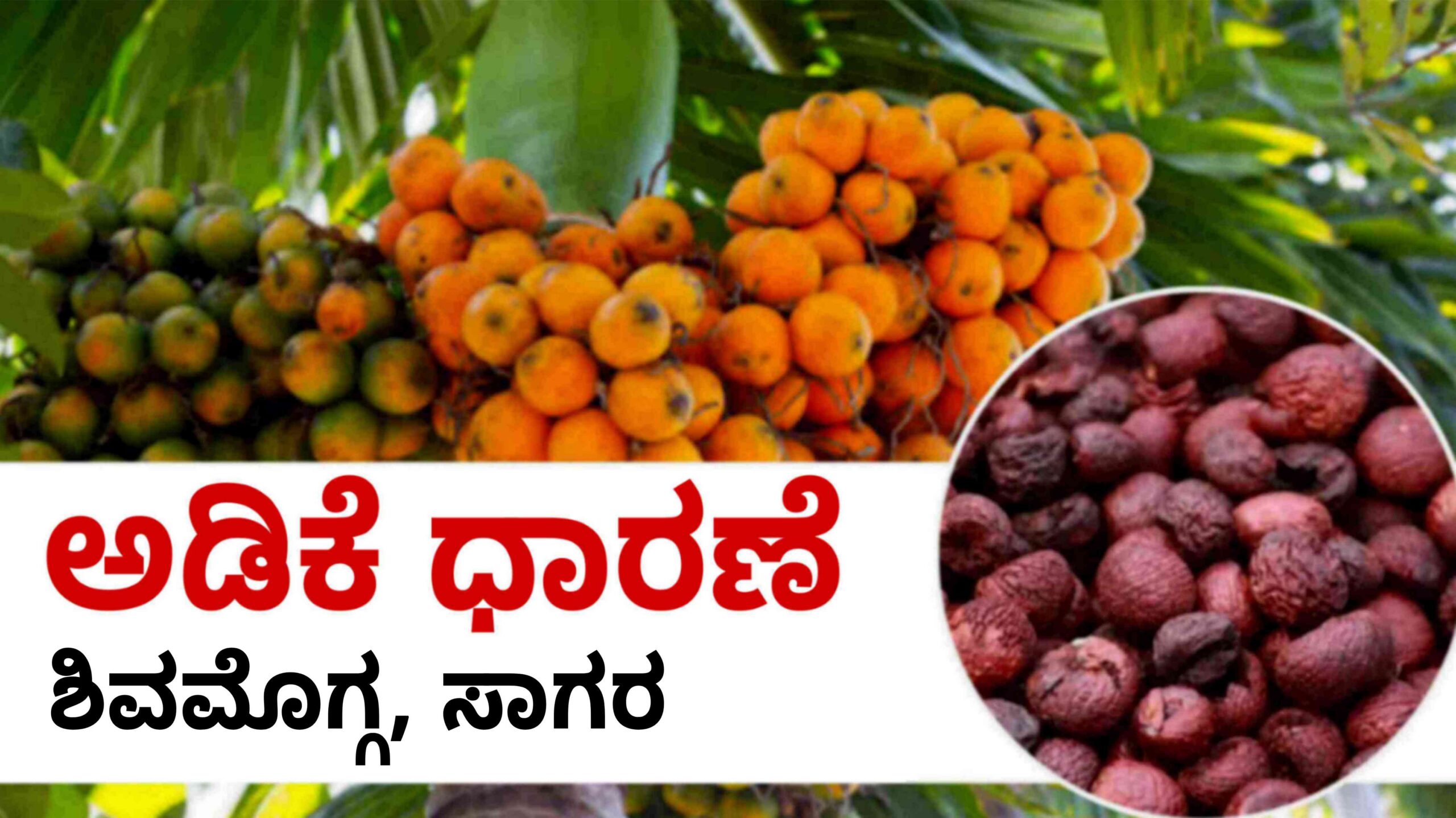 ಇಂದಿನ ಅಡಿಕೆ ದರ shimoga arecanut price scaled