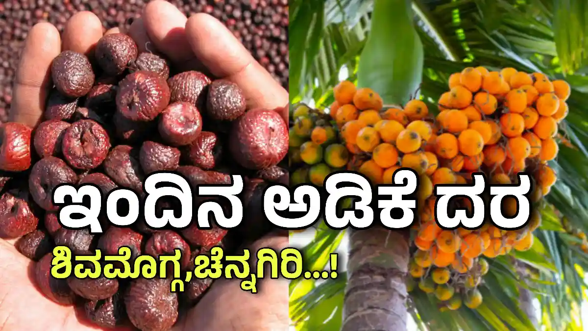 ಇಂದಿನ ಅಡಿಕೆ ದರ shivamoggaa 1
