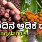 ಇಂದಿನ ಅಡಿಕೆ ದರ shivamoggaa