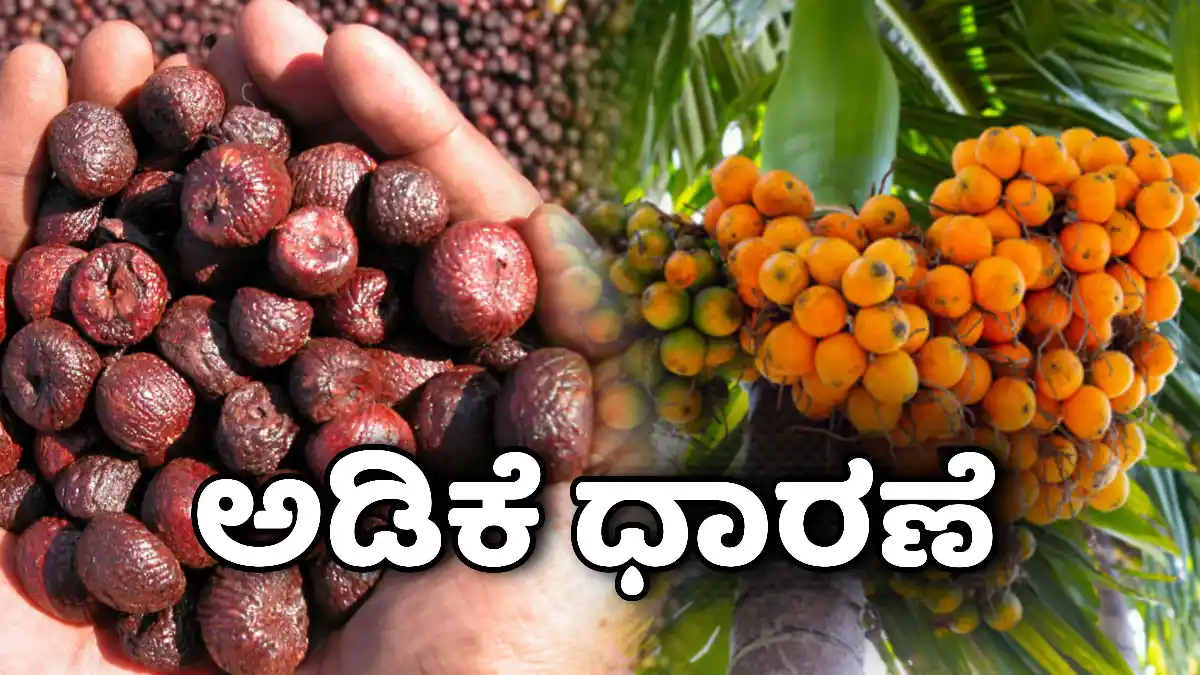 ಇಂದಿನ ಅಡಿಕೆ ಬೆಲೆ ಶಿವಮೊಗ್ಗ