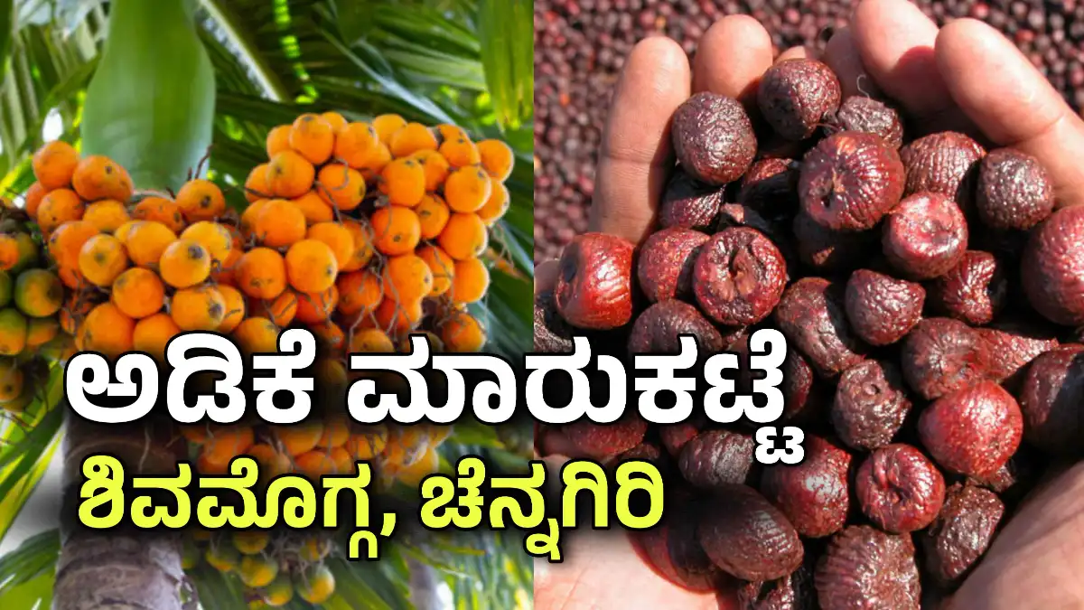ಶಿವಮೊಗ್ಗ ಅಡಿಕೆ ರೇಟ್ june 5 2